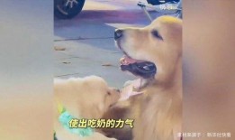 娱乐吃瓜酱精神抚慰犬,陪你度过欢乐时光